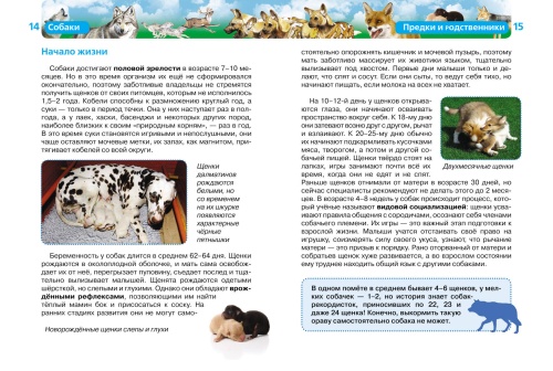 Собаки (ДЭР)